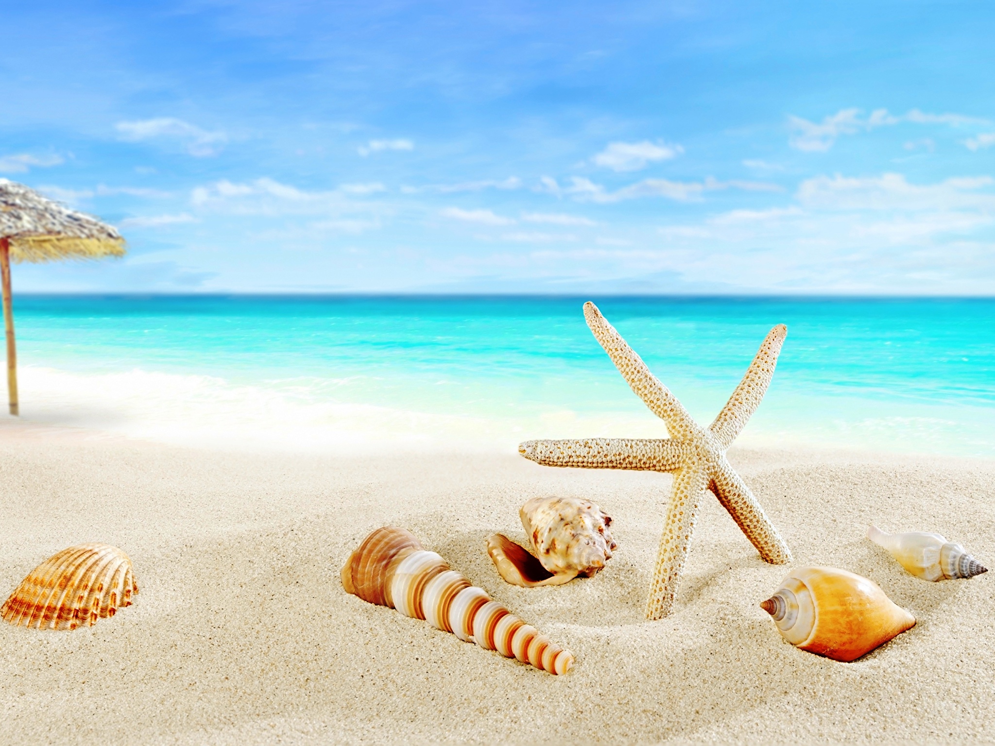 Shells_Sea_Starfish_Summer_Beach_Sand_527980_2048x1536.jpg